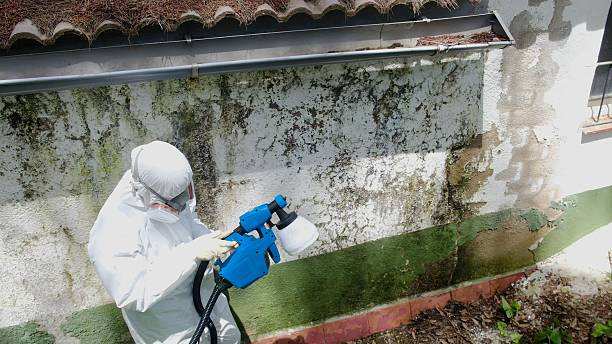 Top rated local Mold Testing specialists in Fort Washington, MD